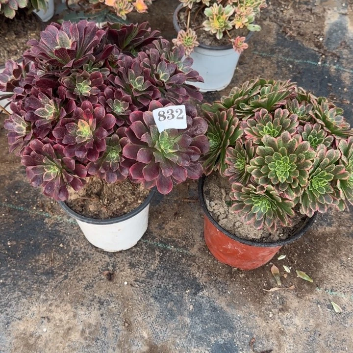 832金丝雀➕朝霞包邮。