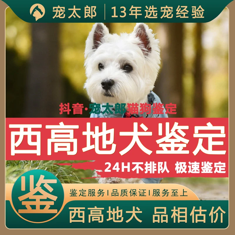 西高地犬鉴定师狗品相品种鉴定估价刚毛软毛西高地鉴定评估市场价