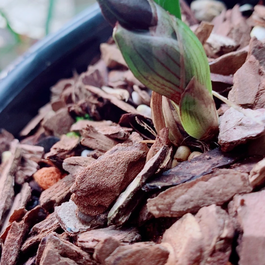 大部分花苞少量开放