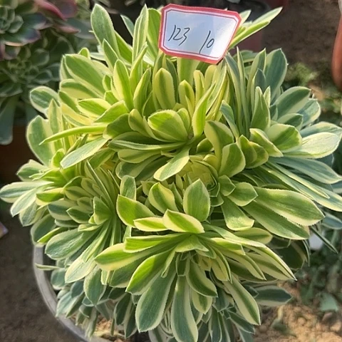 多肉植物金丝123