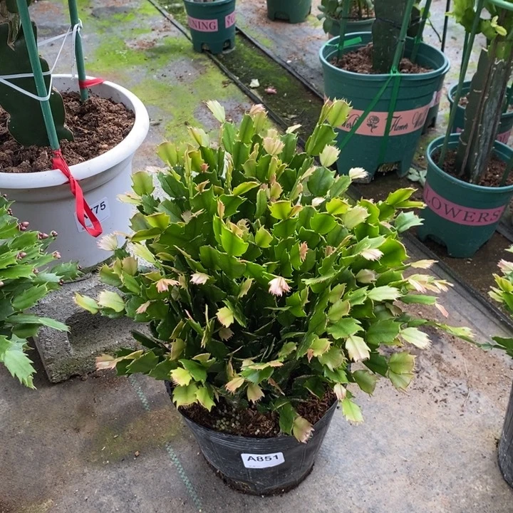 当前无花栽培后可以开花851自根黄索