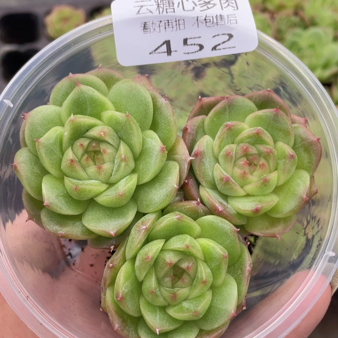 云糖心多肉植物452