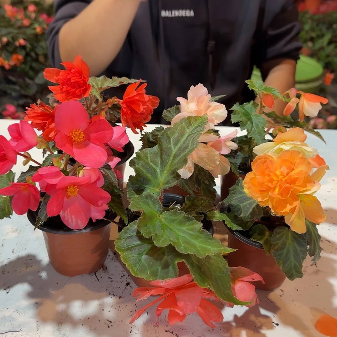 90杯六色掉花折叶正常介意勿拍