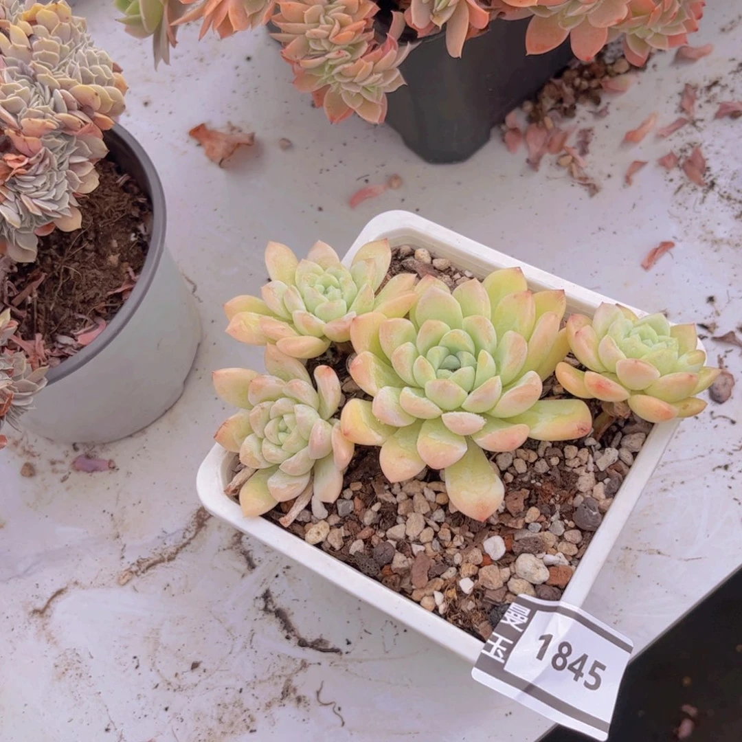 奶油美人多肉植物1845