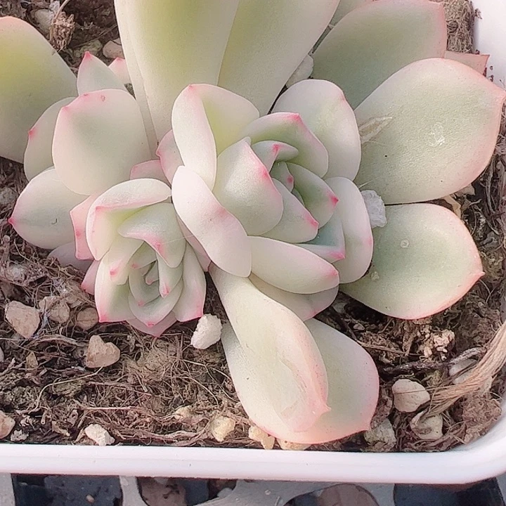 与**?多肉植物多肉植物