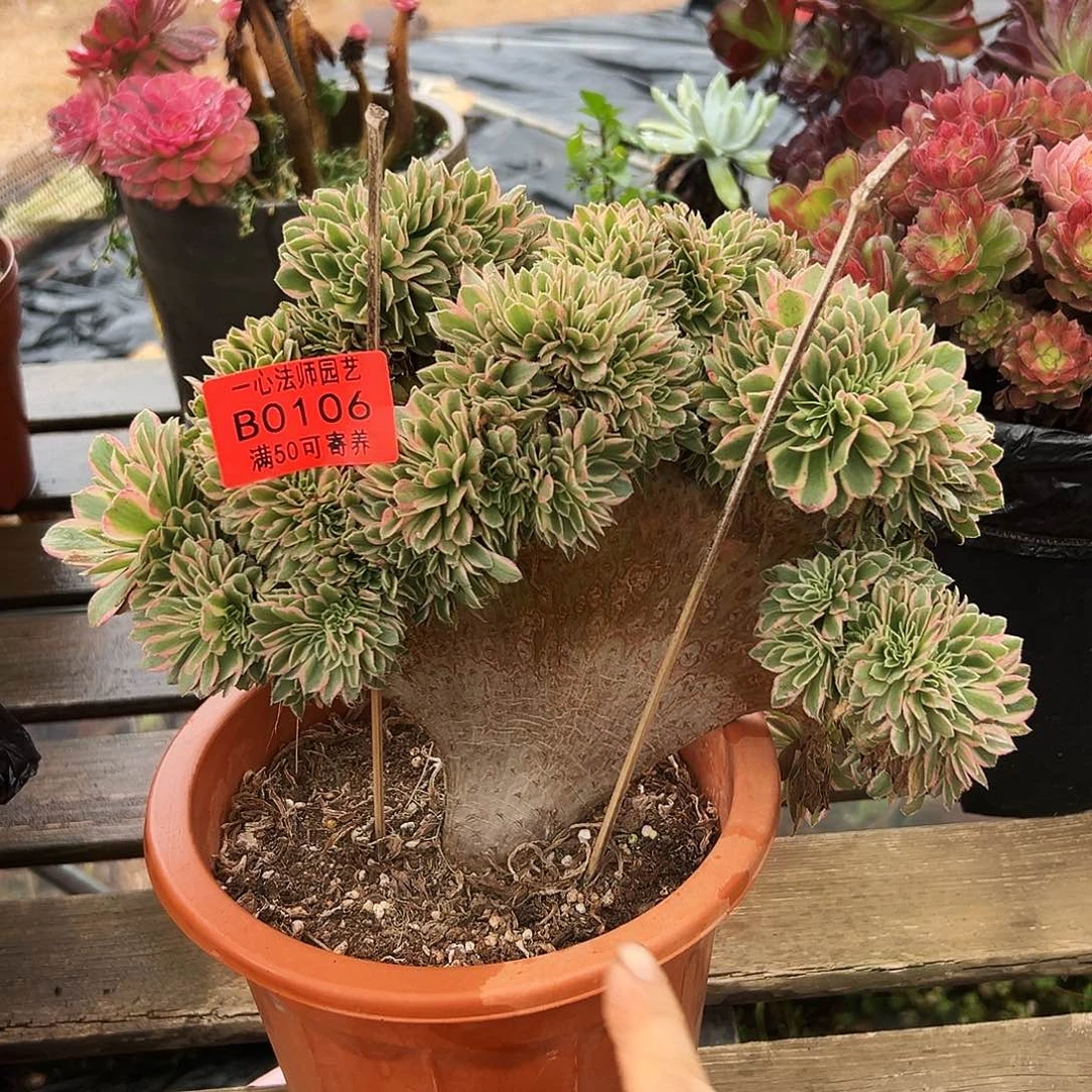 0106多肉植物缀画