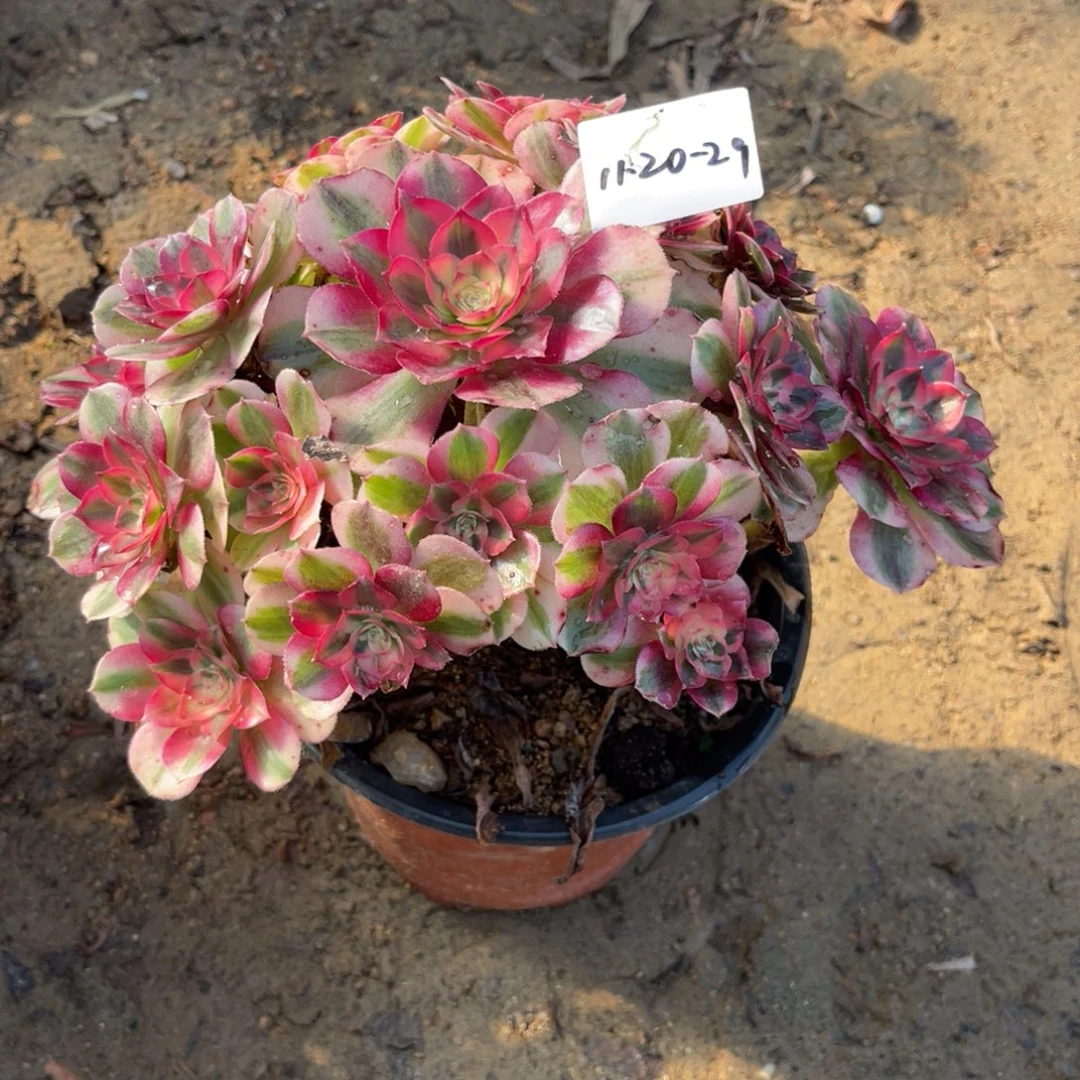 11-20-29倾城法师锦