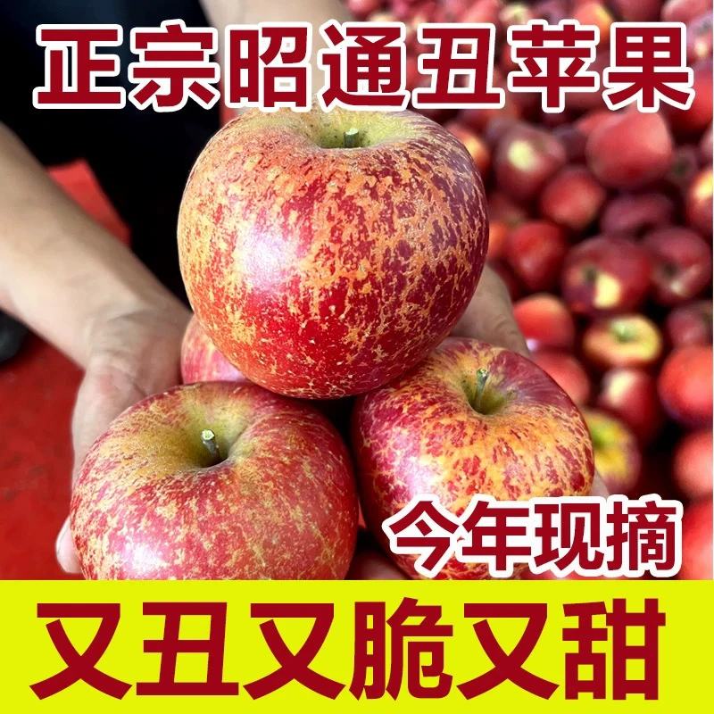 现摘现发正宗云南昭通冰糖心丑苹果脆甜多汁当季新鲜水果5/9斤