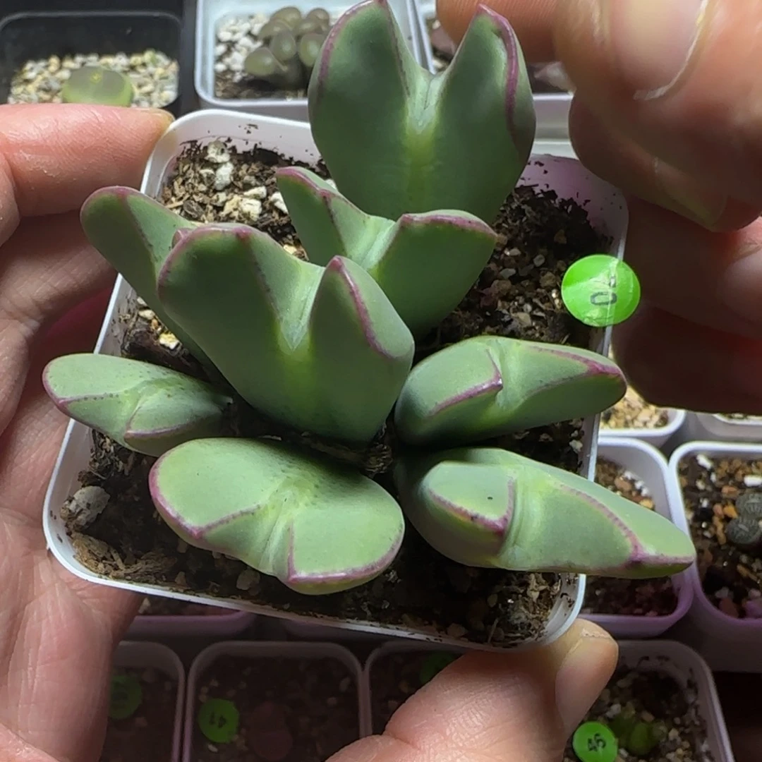 漂漂亮亮多肉植物70