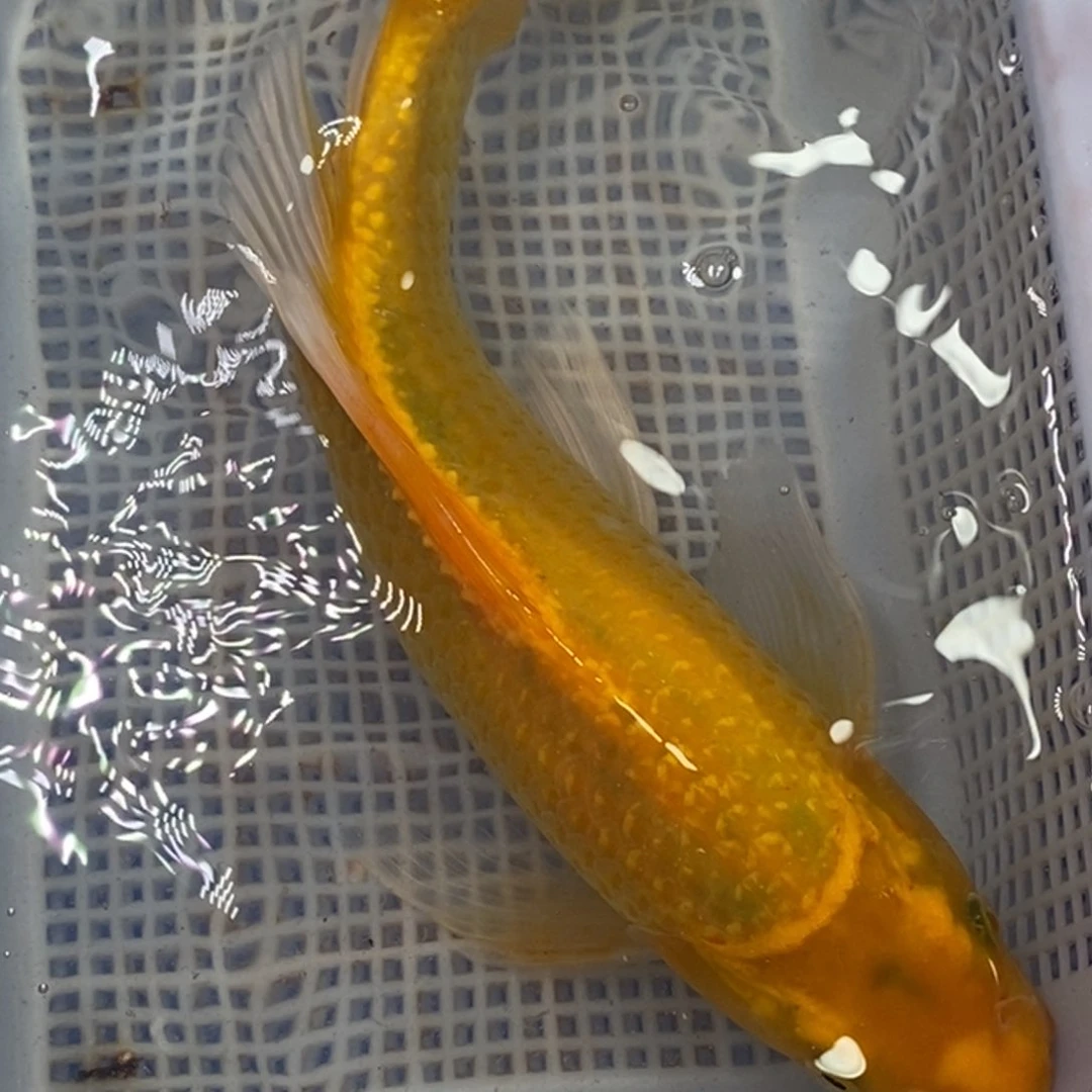 锦鲤锦鲤（无开箱视频不售后）