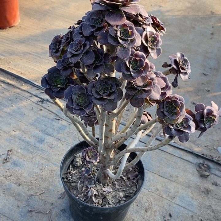 圆叶妖桩3多肉植物法师法师