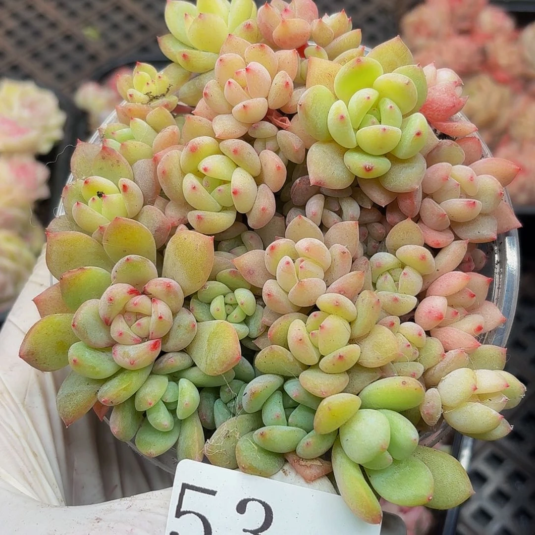 多肉植物多肉植物53