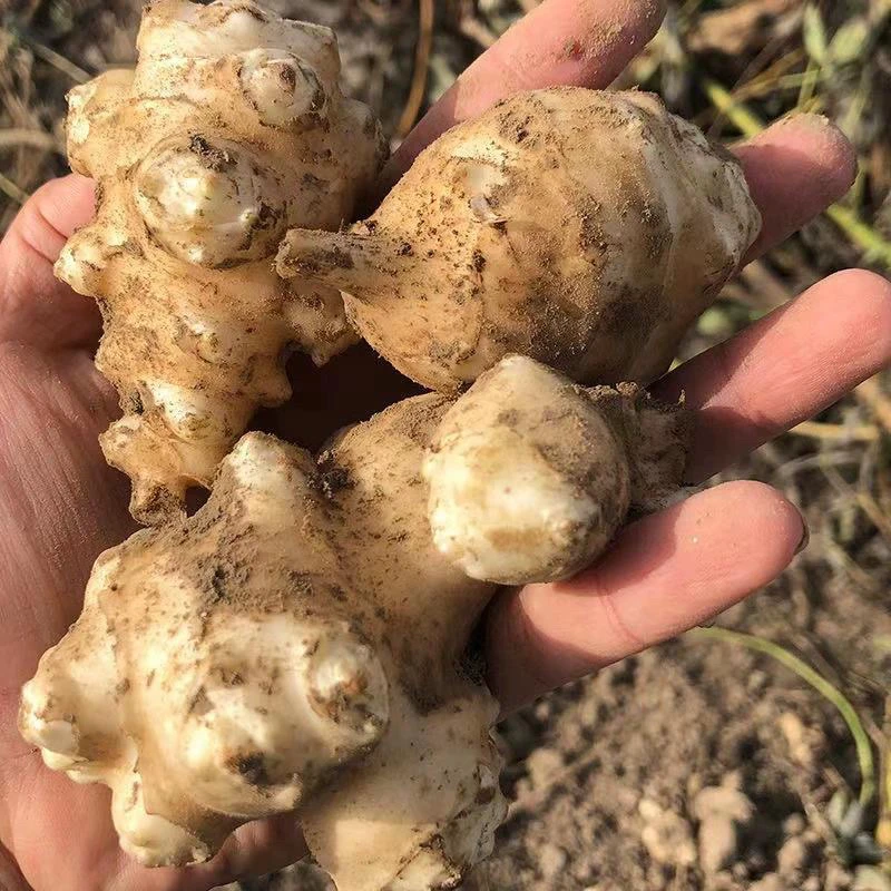 新鲜洋姜现挖3斤5斤野生姜不辣蔬菜酱腌泡菜农家自种现挖现发