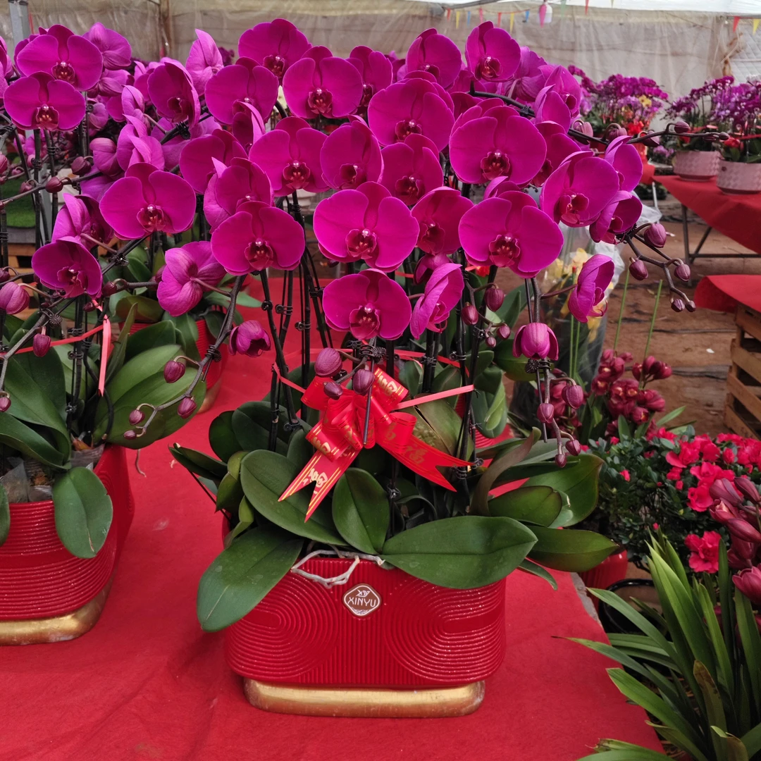 12支大辣椒特价469