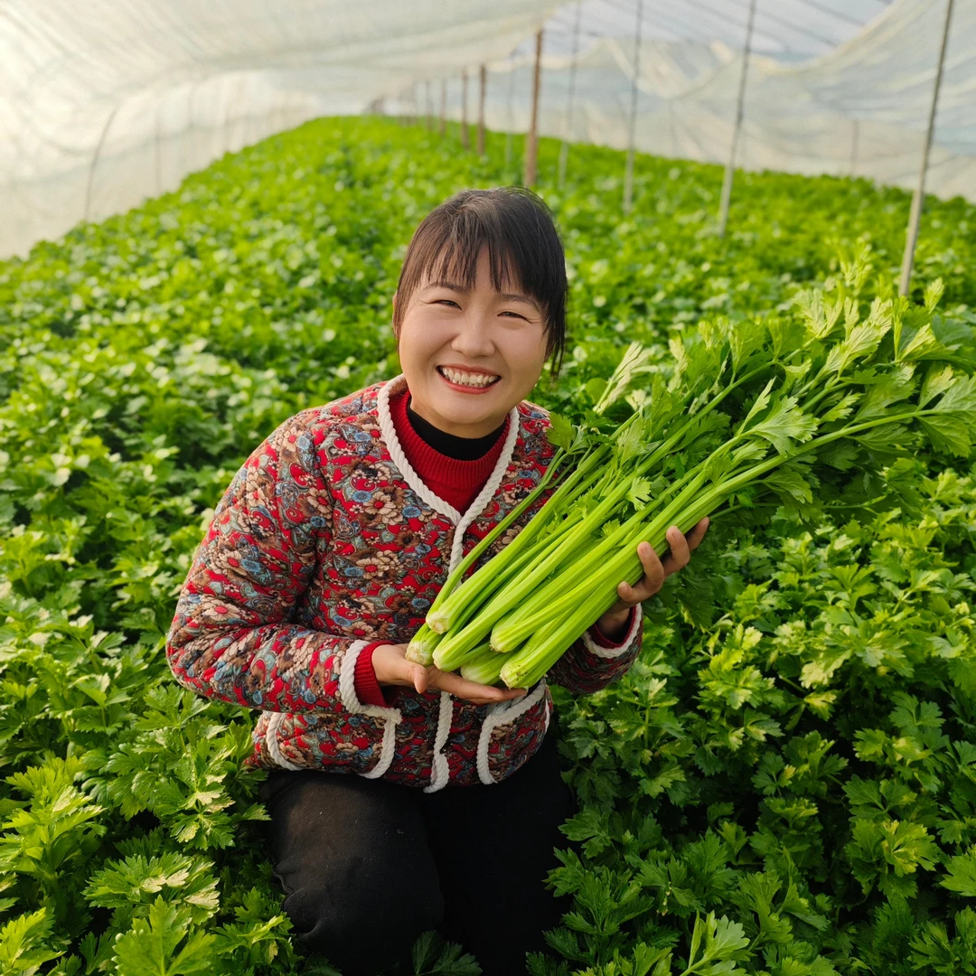 安徽芹菜新鲜香芹农产品可生食现挖现发包邮健康放心新鲜芹菜