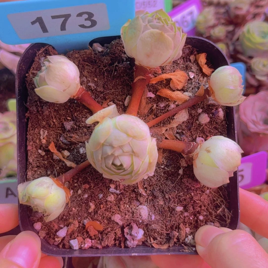 173山地玫瑰绿色