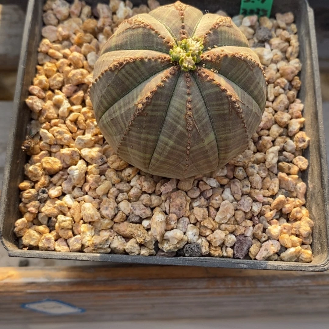 34欧系实生布纹球一物一拍