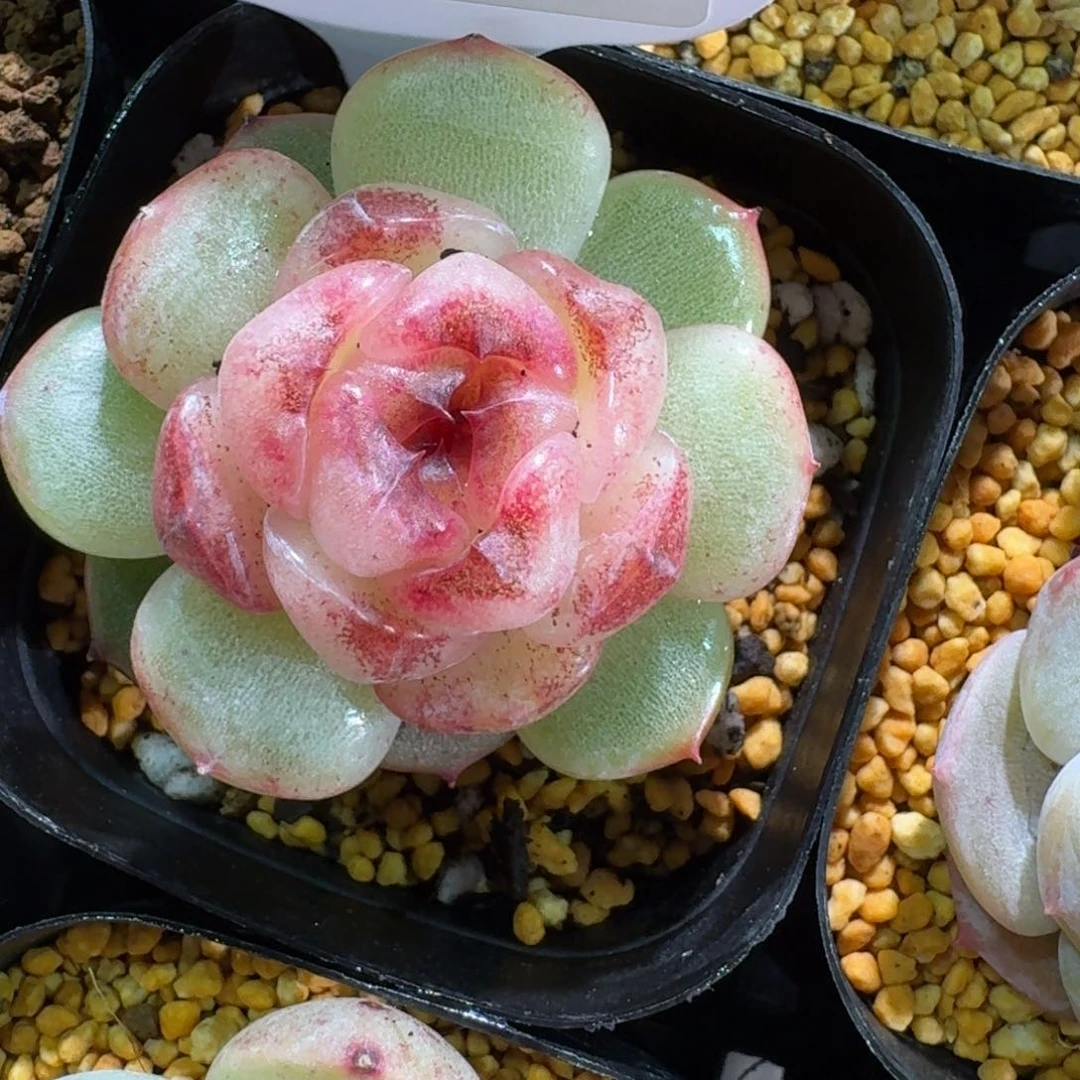 红陶0129-0126-紫荆杂