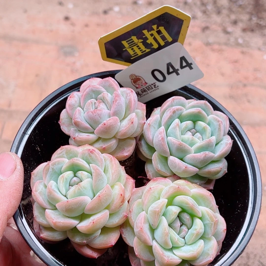 多肉植物多肉植物