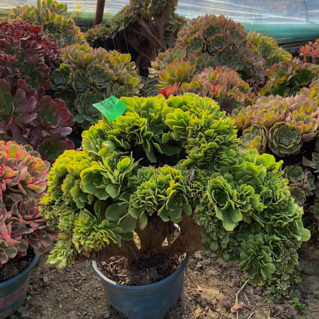 绿杨蓉法师缀化3-15@