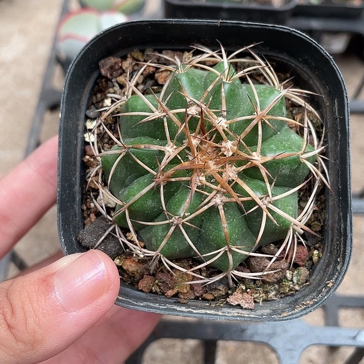 077圆盘玉仙人球植物