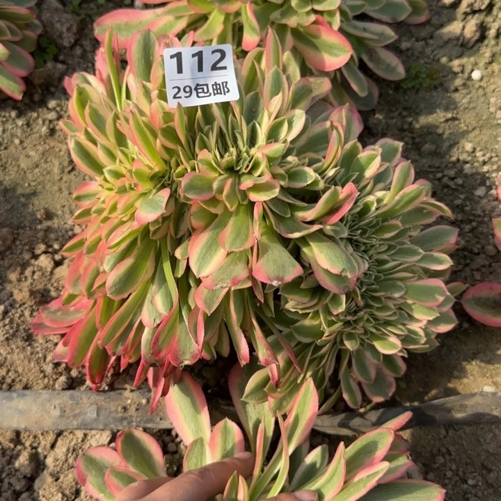 女巫缀……多肉植物……