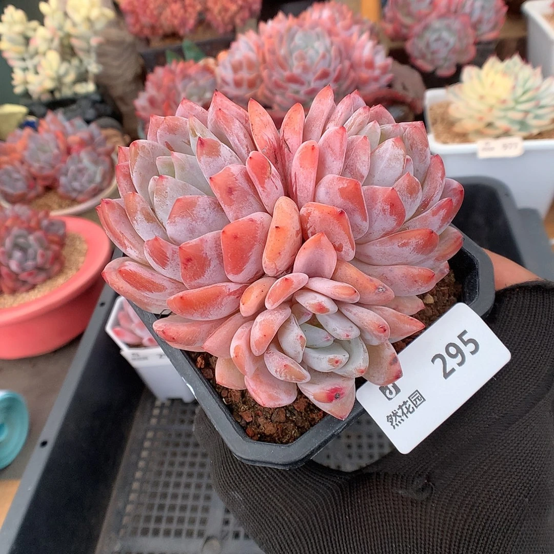 295雪天使多肉植物6666