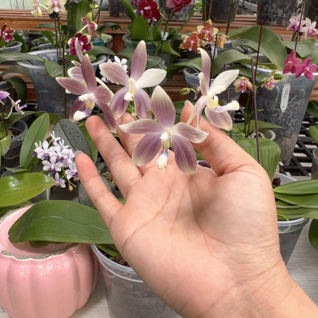 大部分开放少量花苞芋头盾