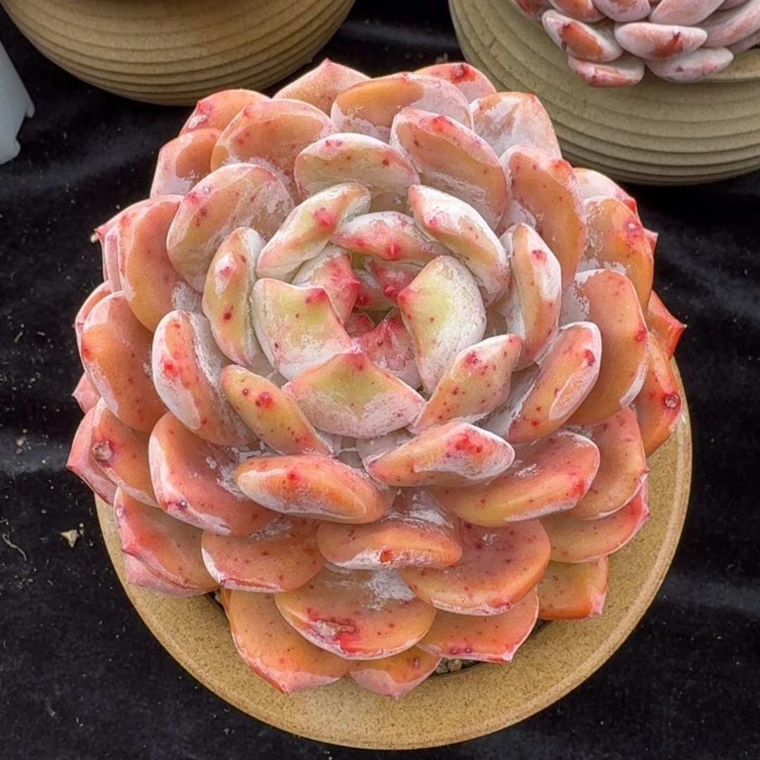 精美大单头，冠幅14左右