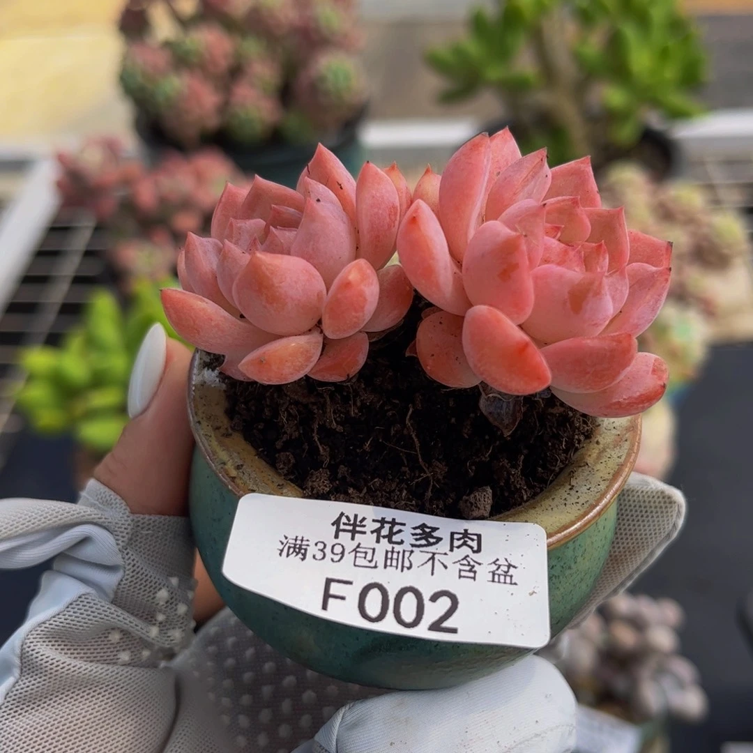 002-粉桃花多肉5cm
