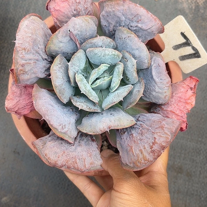 晨语多肉，一物一拍星之月77
