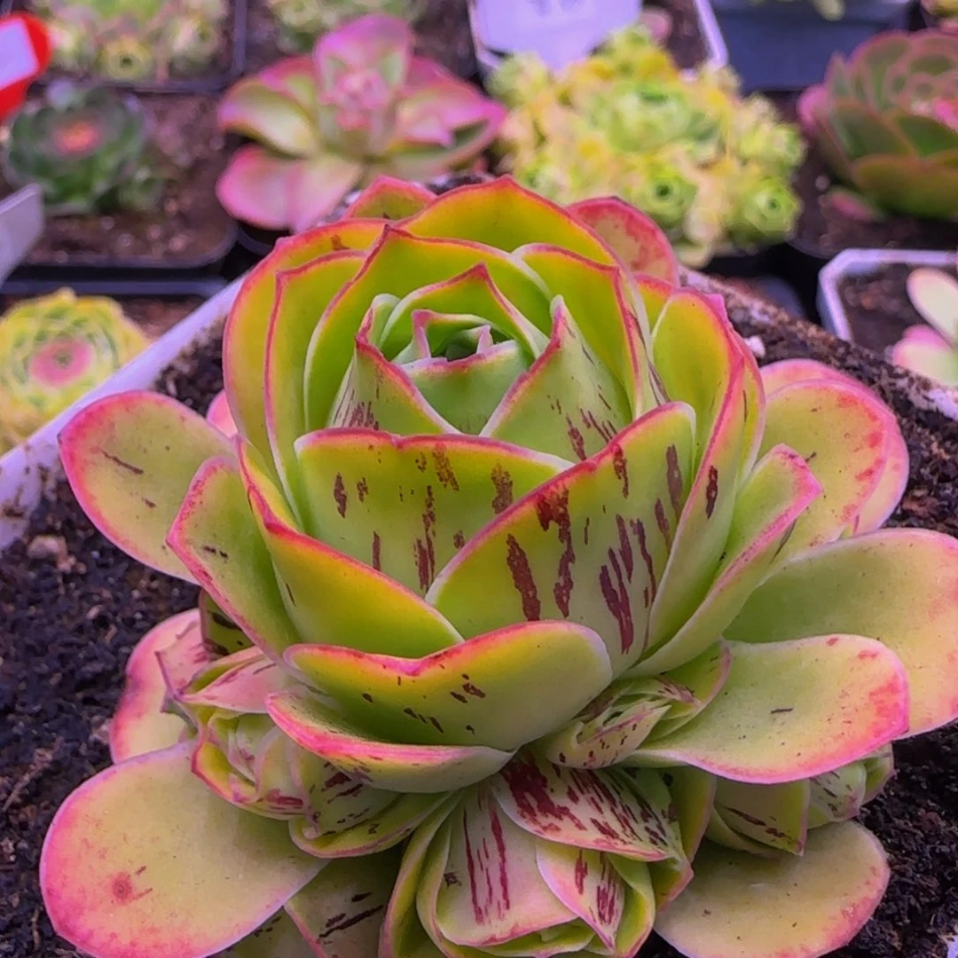 姬莲捧花1212446467646767646