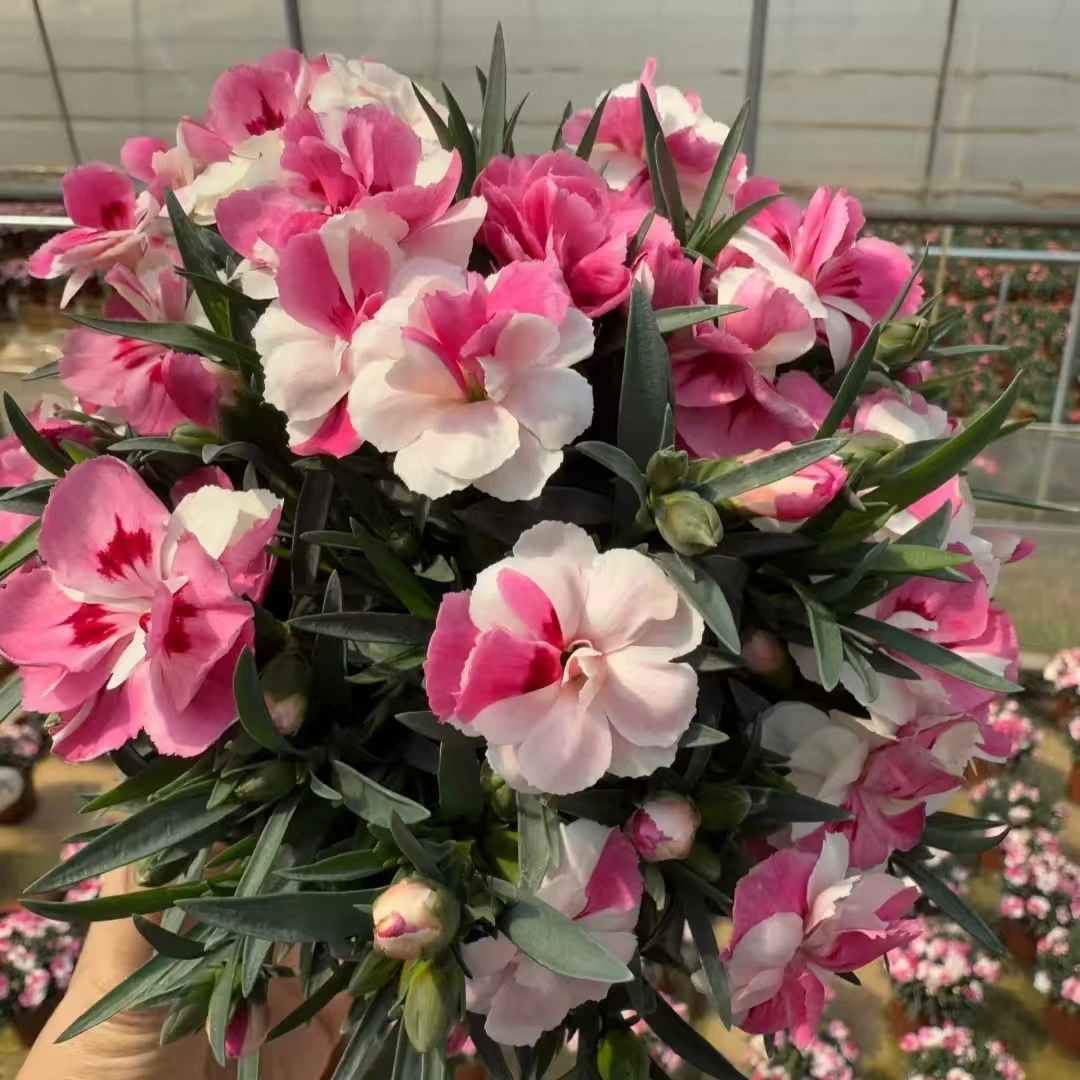 粉红骄傲康乃馨盆栽花卉阳台新手易养护带花苞发货