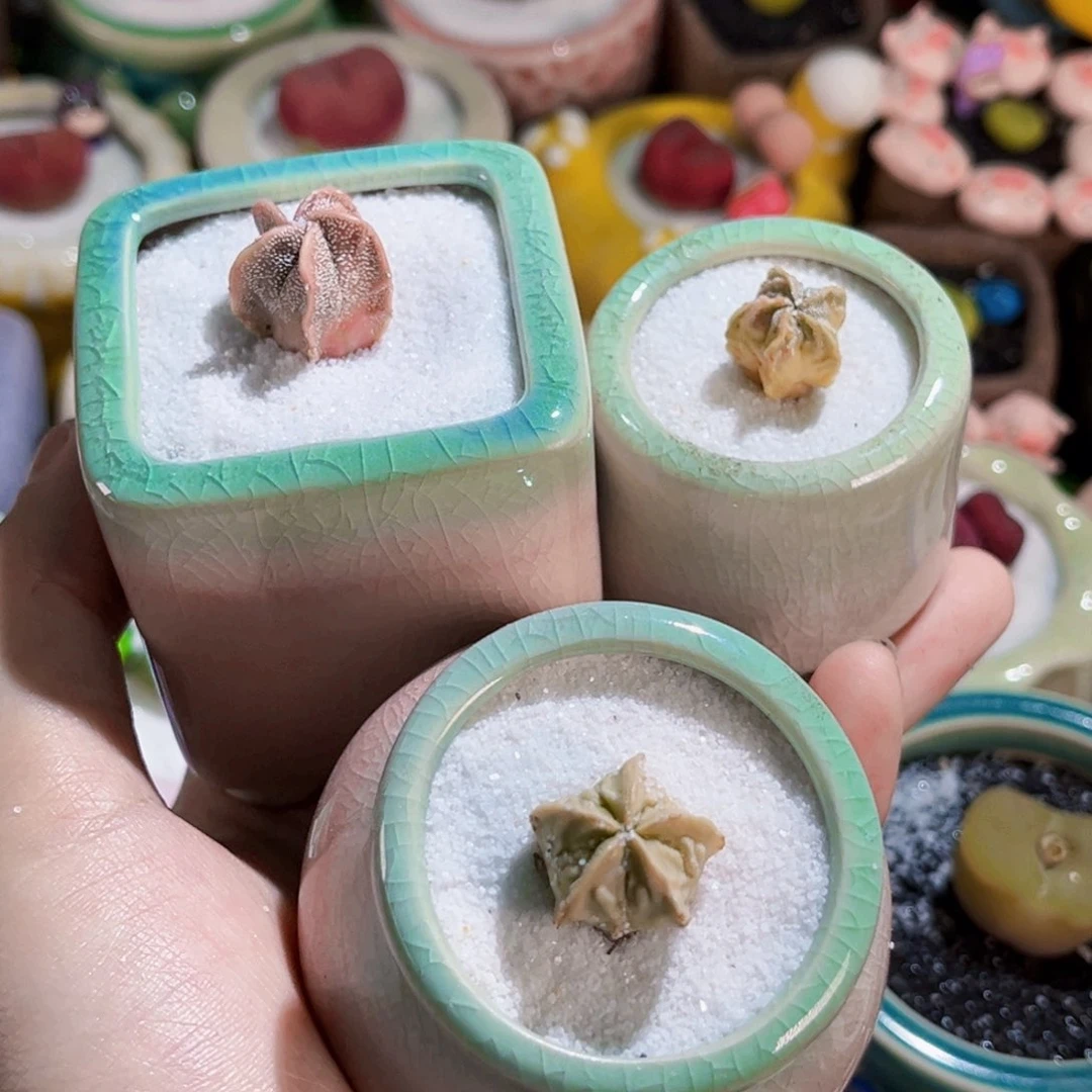 099鸾凤玉锦连盆带土包邮