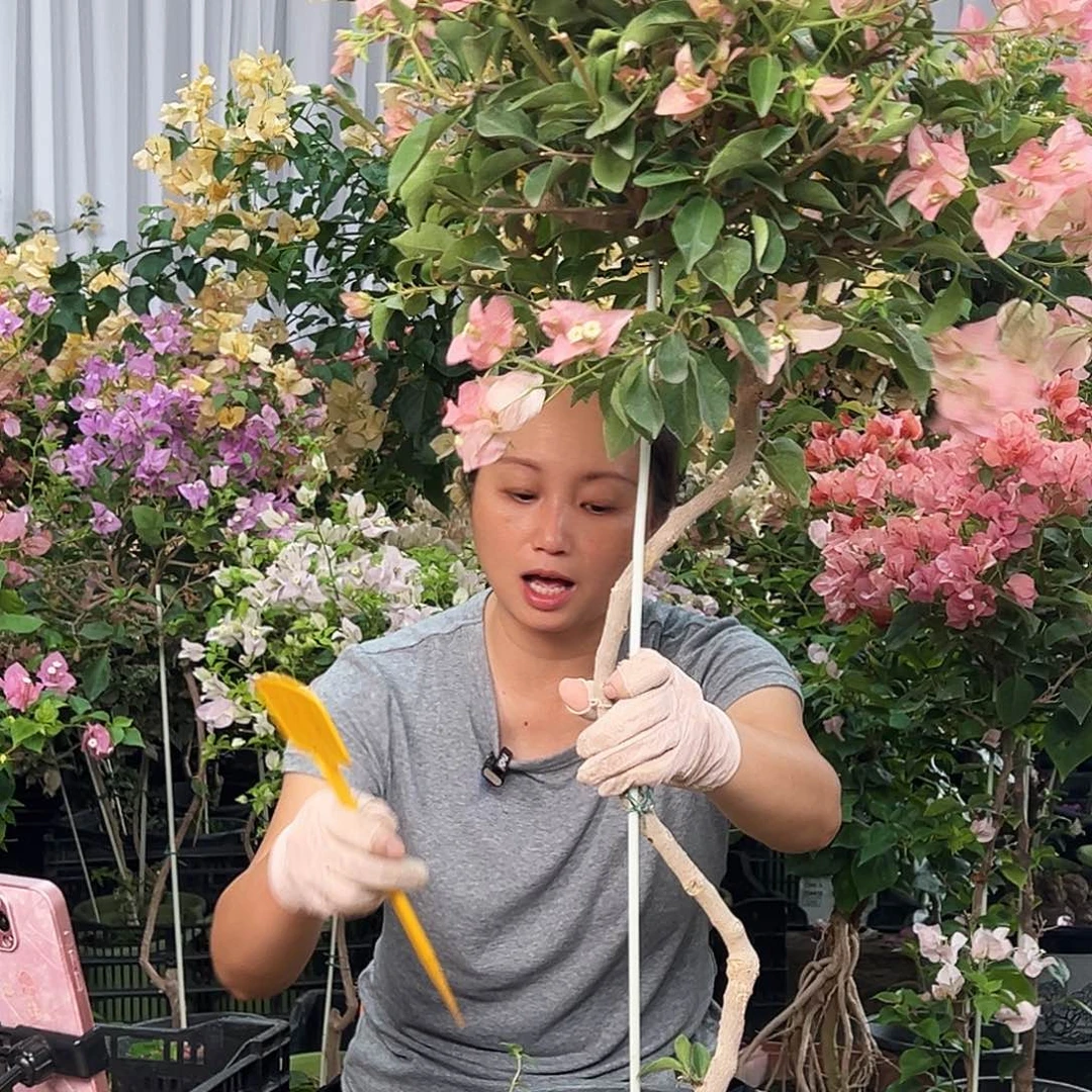****¹大部分花苞少量开放K95卡亚塔