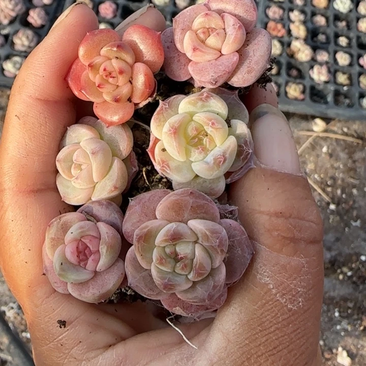 小卡拉米糖心一物一拍