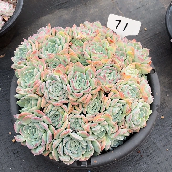 多肉植物，粉月影71号