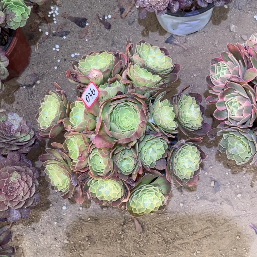 036多肉植物雨荷法师