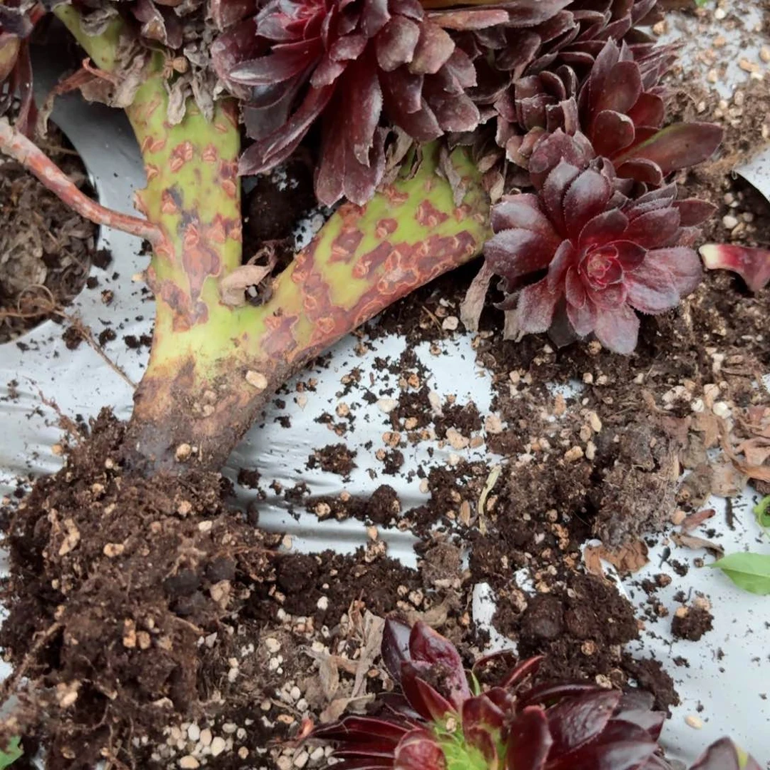 我8192 号多肉法师特价