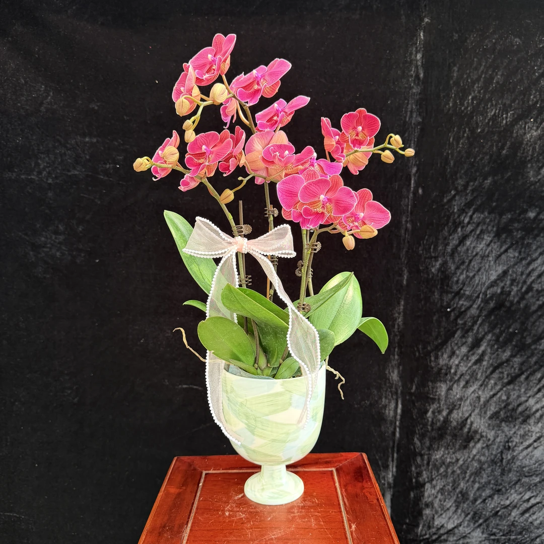 {花木兰}蝴蝶兰高档花卉绿植室内组盆