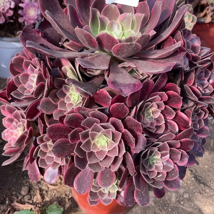 无花朵390多肉植物金丝雀
