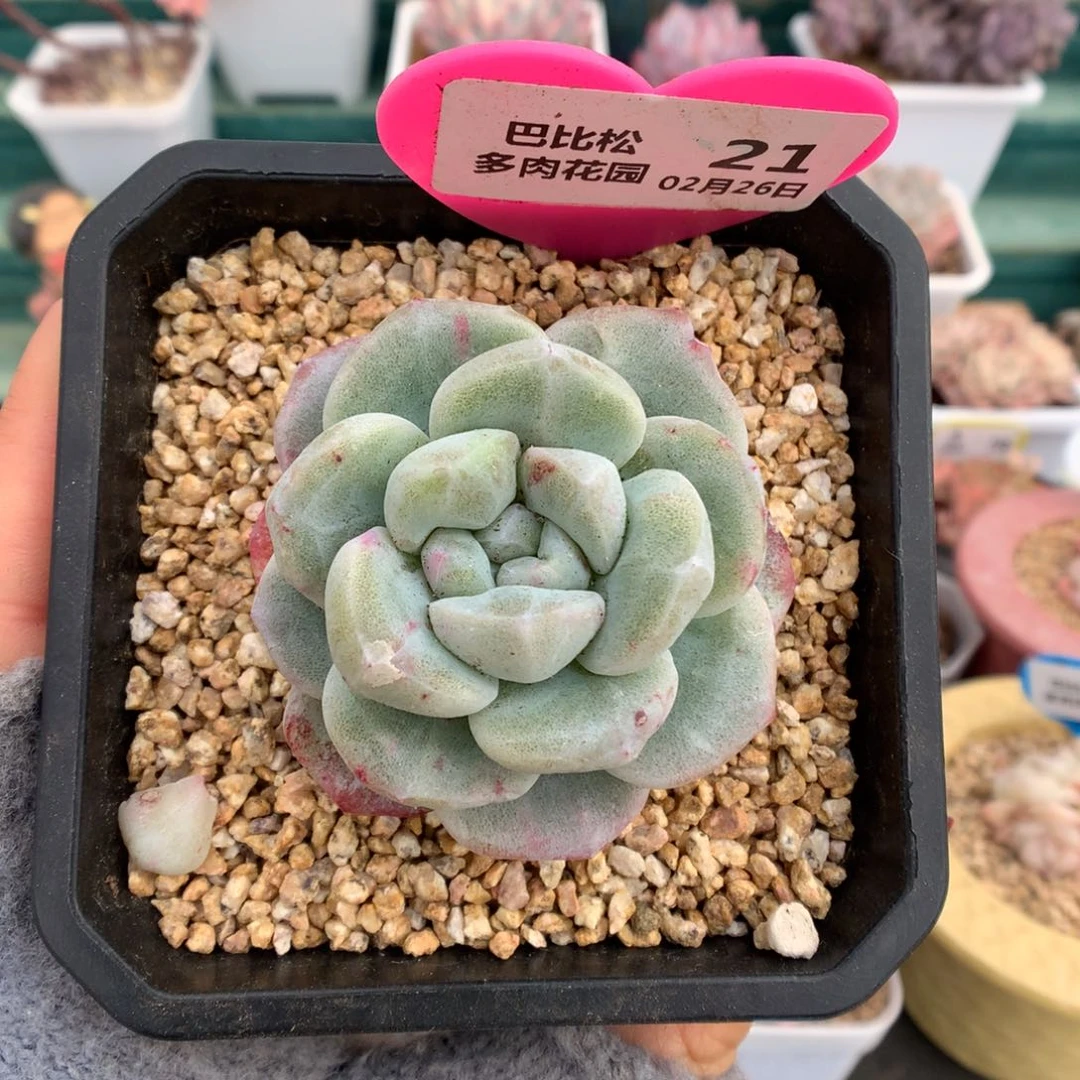 21冰玉石化多肉植物