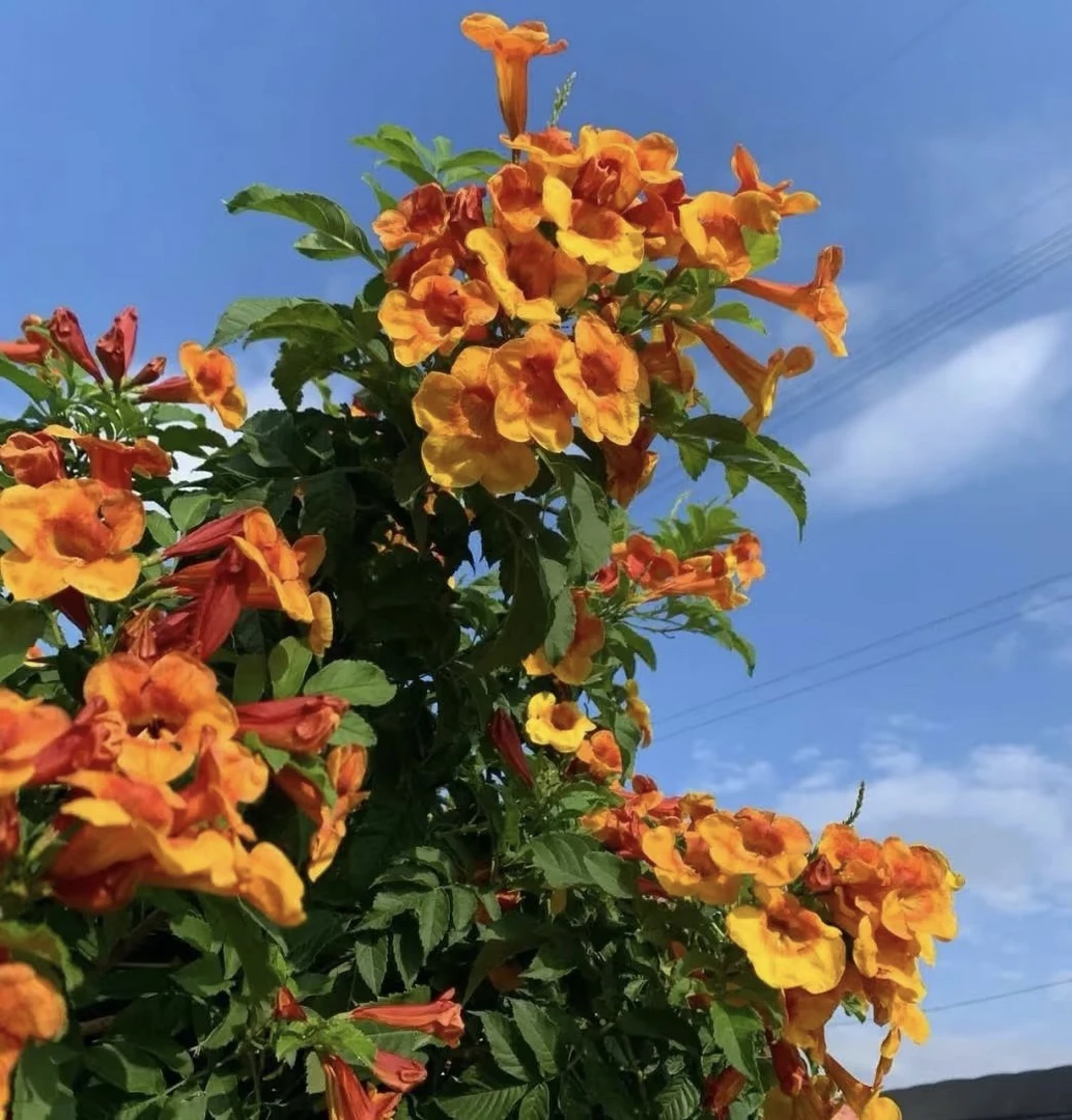 【新品珍贵植物·橙钟花】四季开花喜阳耐热多年生适合阳台庭院盆栽