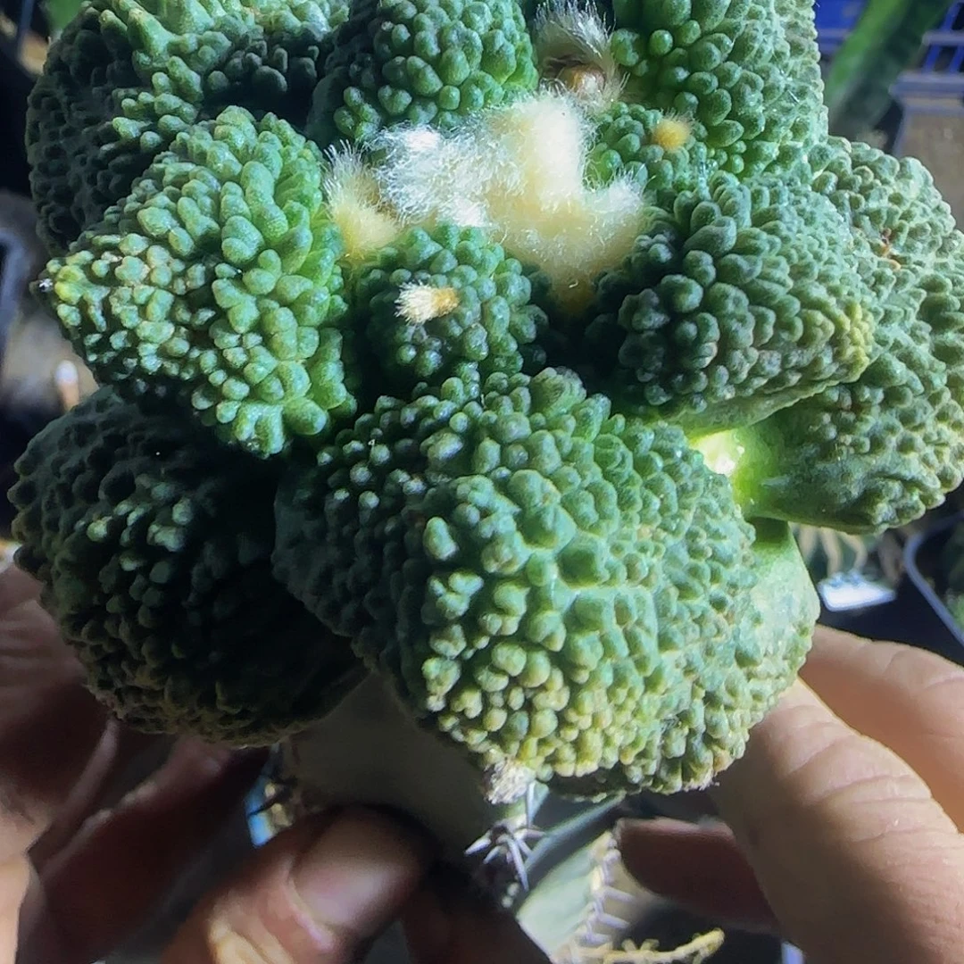 满尤怒639仙人球开花