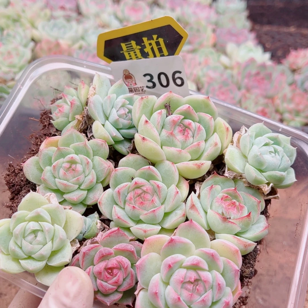 多肉植物多肉植物