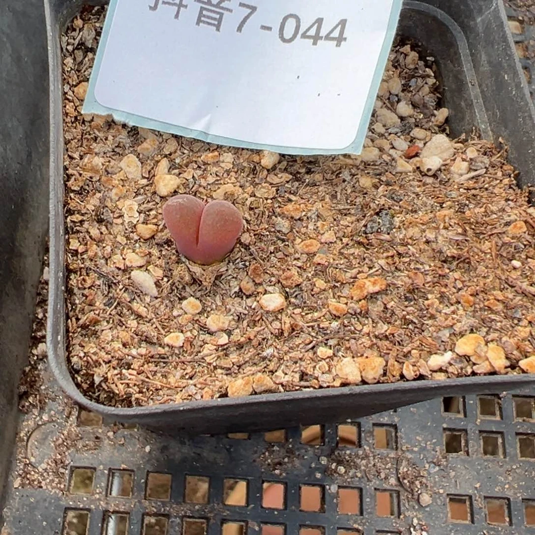 7-44肉锥多肉植物，