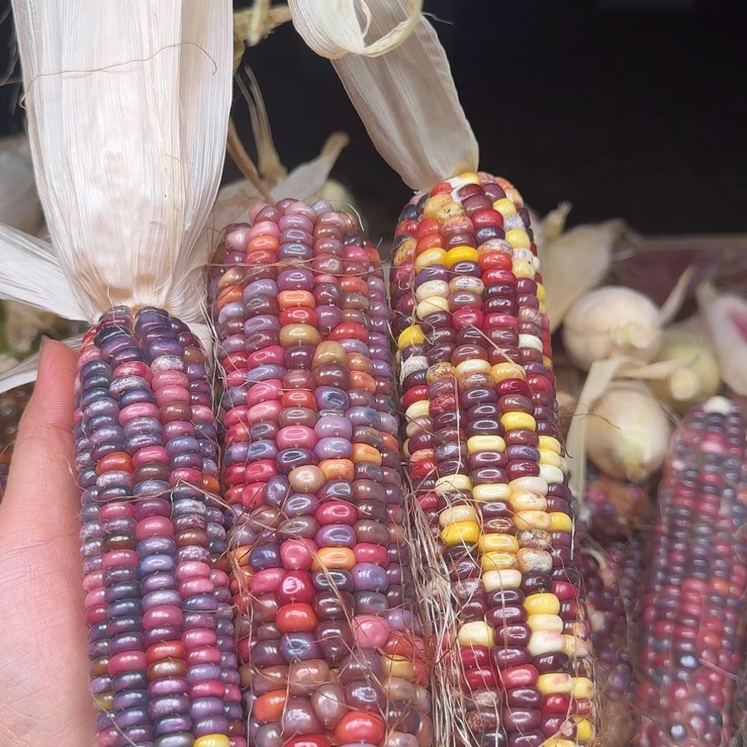 L***.大叶紫檀（黑酸枝木类）