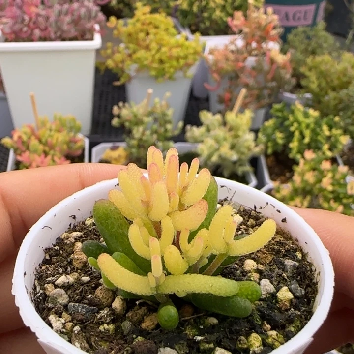 785-糖球黄锦植物枝干