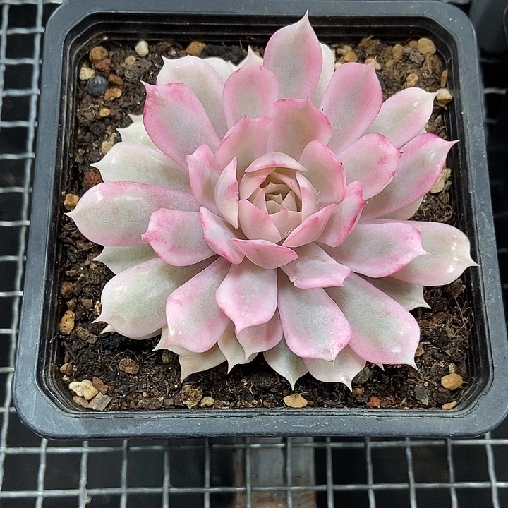 粉蝶锦多肉植物的