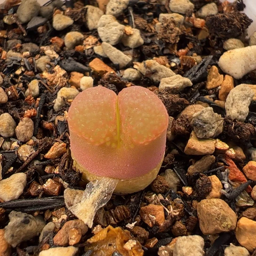 066多肉植物百科